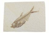Detailed Fossil Fish (Diplomystus) - Wyoming #369478-1